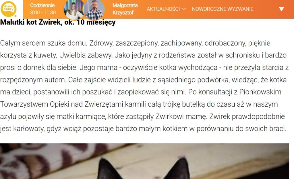 Kot ŻWIREK – podopieczny Pionkowskiego Towarzystwa Opieki nad Zwierzętami polecany do adopcji przez prezenterów Dzień Dobry TVN
