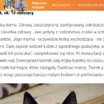Kot ŻWIREK – podopieczny Pionkowskiego Towarzystwa Opieki nad Zwierzętami polecany do adopcji przez prezenterów Dzień Dobry TVN