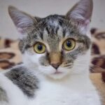 PRALINKA kot do adopcji. Pralinka pięknie korzysta z kuwety. Jest zdrowa, zaszczepiona,zachipowa i w pełni gotowy do adopcji. Obecnie ma około pół roku