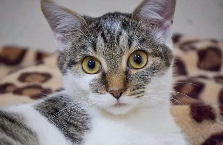 PRALINKA kot do adopcji. Pralinka pięknie korzysta z kuwety. Jest zdrowa, zaszczepiona,zachipowa i w pełni gotowy do adopcji. Obecnie ma około pół roku