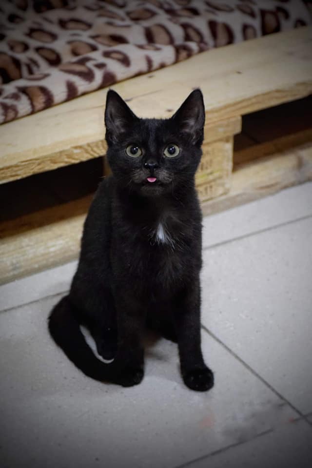kot do adopcji Warszawa Mazowieckie ŻWIREK